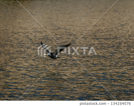 鸕鶿飛過稻川河水面 鸕鶿飛過稻川河水面 134284076