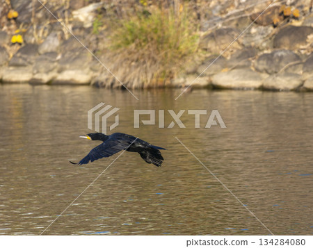 Cormorants flying over the water in the Inagawa River 134284080