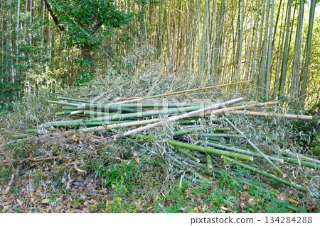 背景中可見砍伐的竹子和竹林 背景中可見砍伐的竹子和竹林 134284288