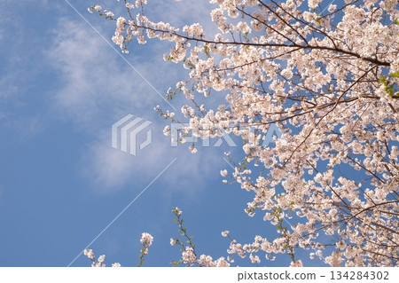 Cherry blossoms in full bloom in the blue sky 134284302