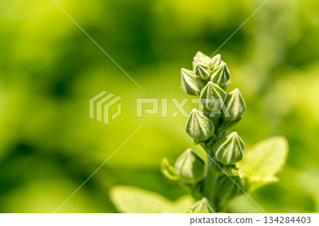 初夏花蕾－蜀葵 134284403