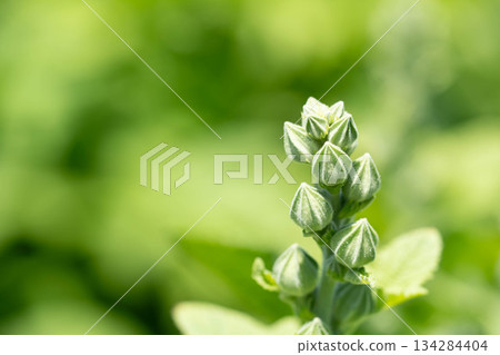 初夏花蕾－蜀葵 134284404