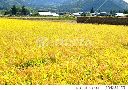 Autumn harvest season: rice paddy fields near Ayaori, Tono City Autumn harvest season: rice paddy fields near Ayaori, Tono City 134284455