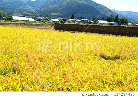 Autumn harvest season: rice paddy fields near Ayaori, Tono City Autumn harvest season: rice paddy fields near Ayaori, Tono City 134284456