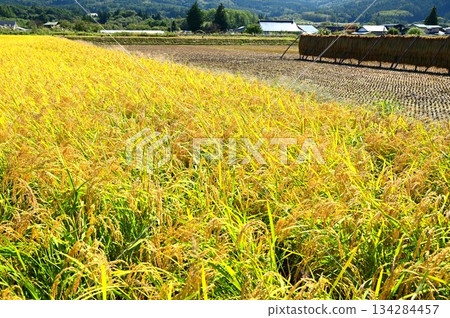 Autumn harvest season: rice paddy fields near Ayaori, Tono City 134284457