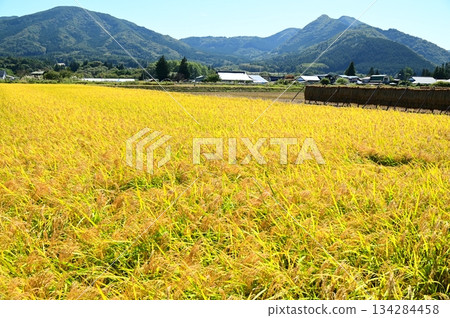 Autumn harvest season: rice paddy fields near Ayaori, Tono City 134284458