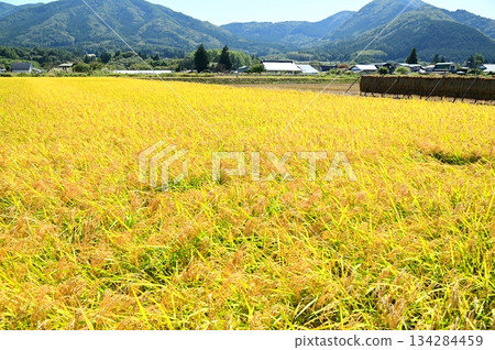 Autumn harvest season: rice paddy fields near Ayaori, Tono City Autumn harvest season: rice paddy fields near Ayaori, Tono City 134284459