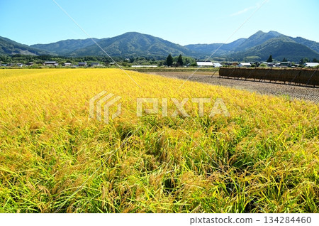 秋收時節：遠野市綾織附近的稻田 134284460