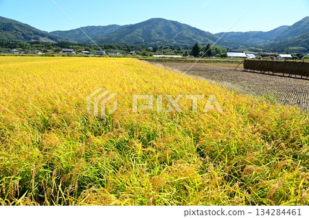 Autumn harvest season: rice paddy fields near Ayaori, Tono City 134284461
