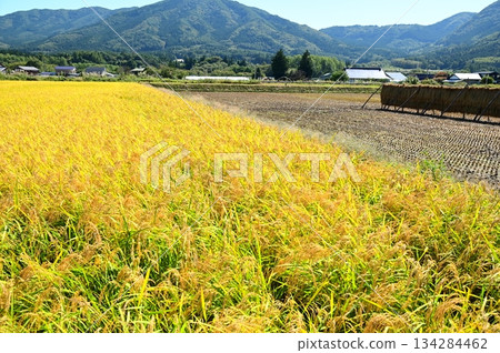 Autumn harvest season: rice paddy fields near Ayaori, Tono City 134284462