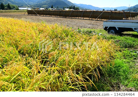 Autumn harvest season: rice paddy fields near Ayaori, Tono City 134284464