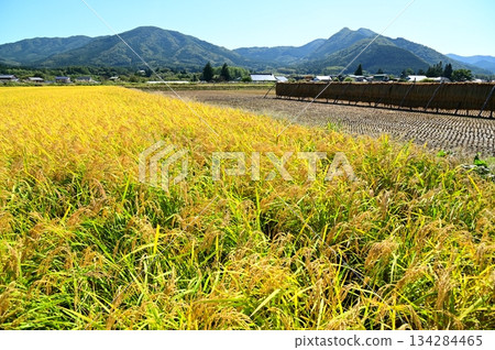 Autumn harvest season: rice paddy fields near Ayaori, Tono City 134284465