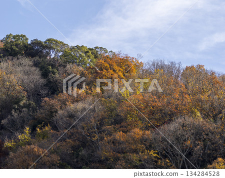 A winter mountain where dead trees and autumn leaves mix A winter mountain where dead trees and autumn leaves mix 134284528