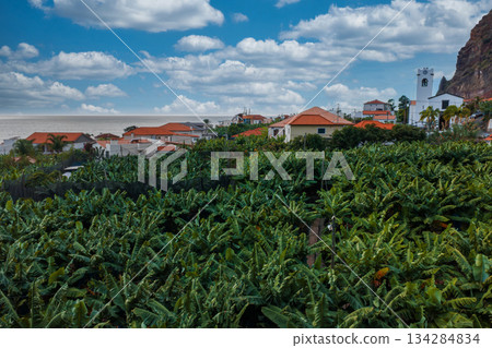Banana rows lead to whitewashed houses with orange roofs and a clock tower below a rugged cliff, Atlantic beyond. Daylight, vibrant color, high contrast, Madeira. 134284834