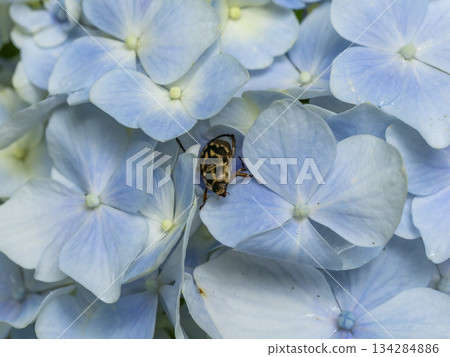 Hydrangea flowers and Japanese scarab beetles Hydrangea flowers and Japanese scarab beetles 134284886