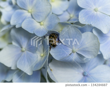 Hydrangea flowers and Japanese scarab beetles Hydrangea flowers and Japanese scarab beetles 134284887