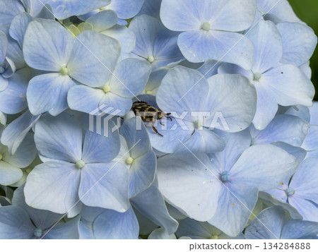 Hydrangea flowers and Japanese scarab beetles 134284888