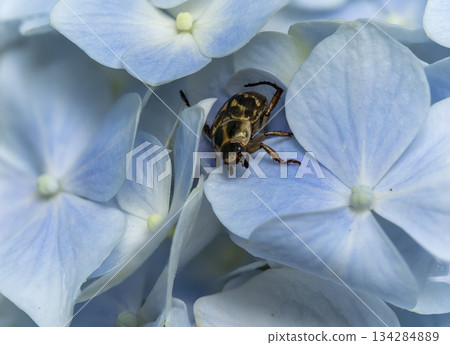 Hydrangea flowers and Japanese scarab beetles 134284889