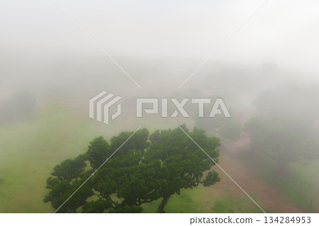 Dense fog blankets a windswept plateau in Madeira as gnarled low trees emerge. Muted greens and grays suggest early morning calm, evoking Fanal Forest or Paul da Serra. Dense fog blankets a windswept plateau in Madeira as gnarled low trees emerge. Muted greens and grays suggest early morning calm, evoking Fanal Forest or Paul da Serra. 134284953