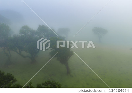 Gnarled laurel trees rise in fog on a rolling meadow in Fanal, Madeira. Soft diffused light and cool moisture suggest early morning, with trunks fading into haze. Gnarled laurel trees rise in fog on a rolling meadow in Fanal, Madeira. Soft diffused light and cool moisture suggest early morning, with trunks fading into haze. 134284954