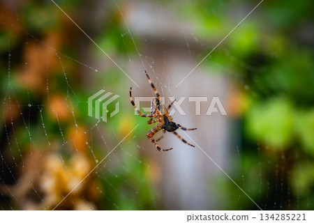 A spider with orange, black, and brown markings rests in its web. The web features dewdrops, set against blurred green foliage and wooden structures. 134285221