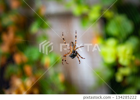 A spider is suspended in its web, holding prey. Its patterned body and legs are detailed, with blurred green and orange foliage in the background. 134285222