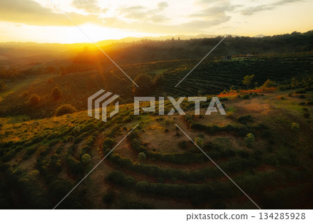 Rows of tea bushes line a plantation Rows of tea bushes line a plantation 134285928