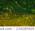 Rows of tea bushes line a plantation 134285929