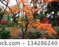 Autumn leaves in the garden 134286240