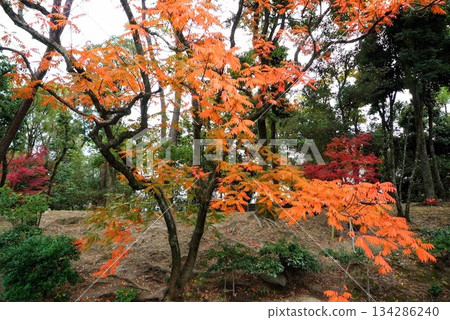 花園裡的秋葉 花園裡的秋葉 134286240