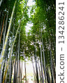 Bamboo grove soaring high in the sky 134286241