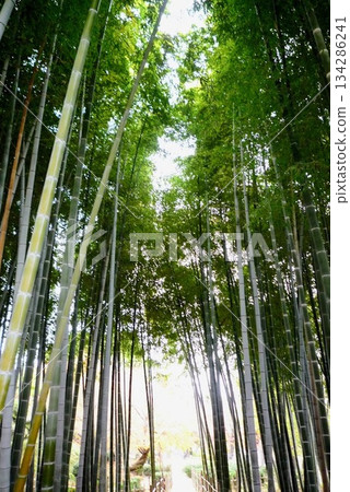 竹林高聳入雲 竹林高聳入雲 134286241