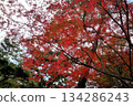 Red leaves colored in red 134286243