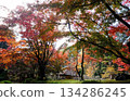 A garden surrounded by autumn leaves 134286245