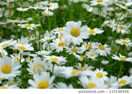 Blooming north pole flower Blooming north pole flower 134286486