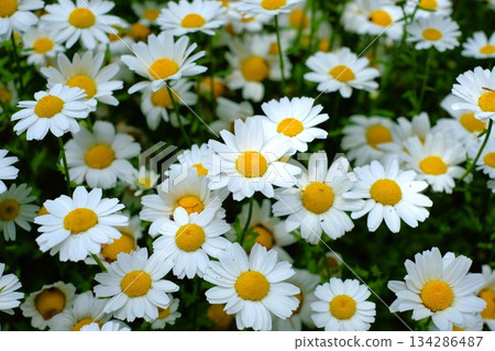 Blooming north pole flower Blooming north pole flower 134286487