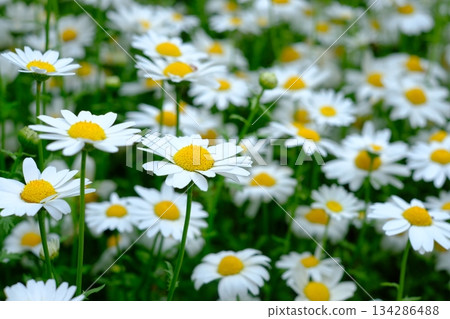 盛開的北極花 盛開的北極花 134286488