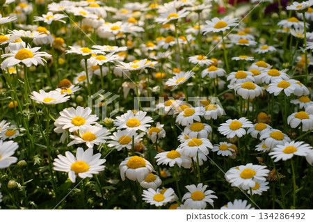 Blooming north pole flower Blooming north pole flower 134286492
