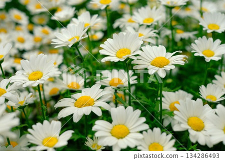 Blooming north pole flower Blooming north pole flower 134286493