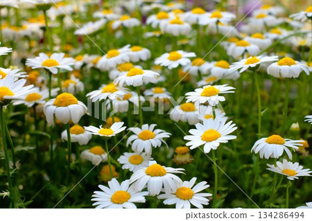Blooming north pole flower 134286494