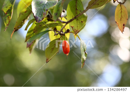 山茱萸的冬芽和紅色果實 134286497