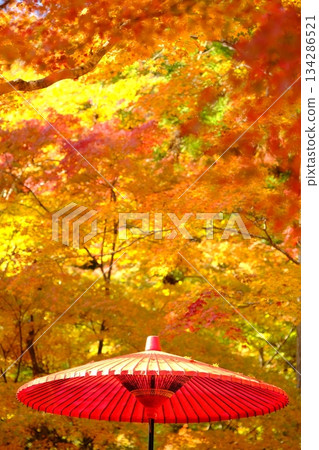 Autumn image material of Japanese umbrellas and autumn leaves Autumn image material of Japanese umbrellas and autumn leaves 134286521