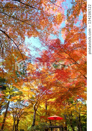 秋日意像素材，包括日本雨傘和秋葉。 134286522