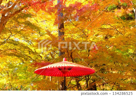 Autumn image material of Japanese umbrellas and autumn leaves Autumn image material of Japanese umbrellas and autumn leaves 134286525