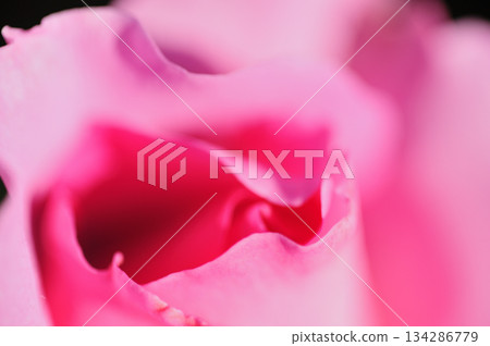 Flowers seen in a nearby rose garden Flowers seen in a nearby rose garden 134286779