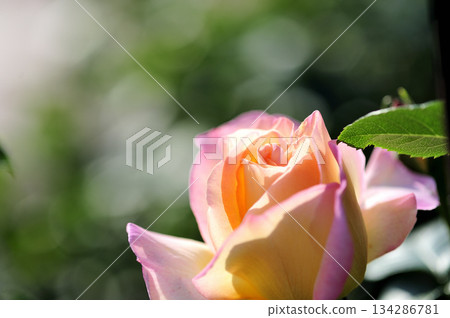 Flowers seen in a nearby rose garden Flowers seen in a nearby rose garden 134286781