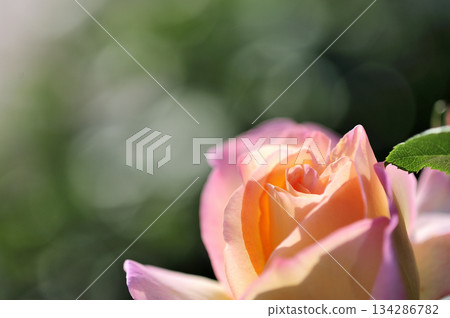 Flowers seen in a nearby rose garden Flowers seen in a nearby rose garden 134286782