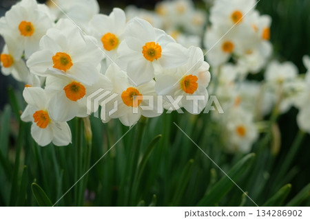 水仙花花 水仙花花 134286902