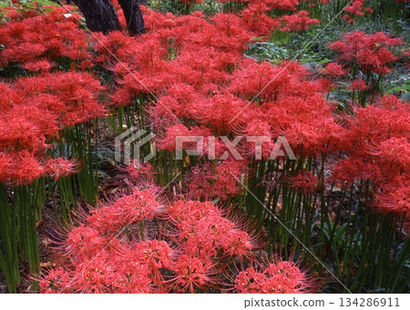 Cluster amaryllis blooming at Eishoji Temple in Kamakura Cluster amaryllis blooming at Eishoji Temple in Kamakura 134286911