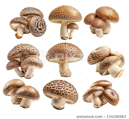 Set of Shiitake mushroom showing its textured cap and stem isolated on a white background. 134286963